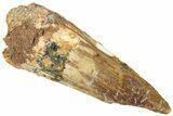 Fossil Spinosaurus Tooth - Real Dinosaur Tooth #313001-1